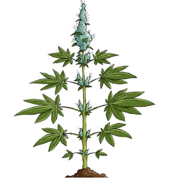 Cannabis vector image