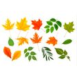 Colorful leaves collection vector image