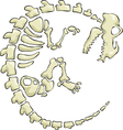 Dinosaur skeleton vector image
