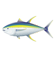 Yellowfin tuna vector image