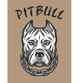 The head of a pit bull with a chain vector image