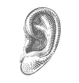 Human ear in engraved style vector image