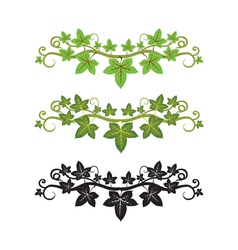 Ivy plant vector image