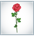 Flower red rose isolated Flower red rose isolated vector image