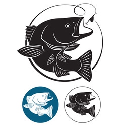 Sriped Bass vector image