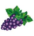 Grapes background vector image