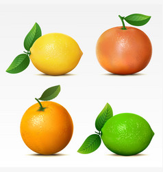 Collection of fruits vector image