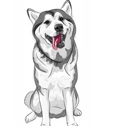 Sled dog Siberian Husky vector image