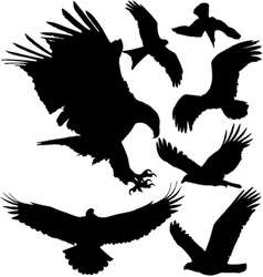 Birds of prey silhouettes vector image