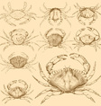 Set of 9 vintage engraved crabs vector image