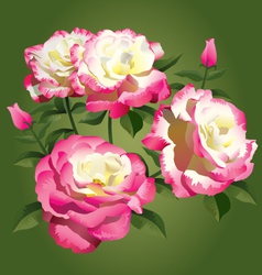 Roses - pink and yellow - vector image