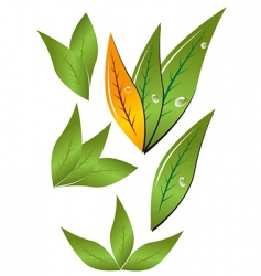 Leaves vector image