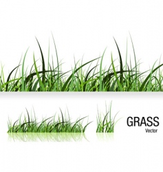 Grass Grass vector image