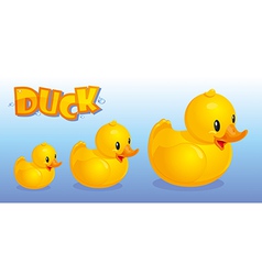 Yellow ducks vector image