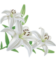 Flower lily isolated on white background vector image