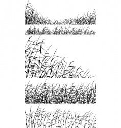 Reed foregrounds vector image