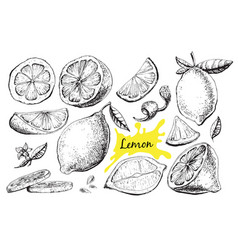 Hand drawn lime or lemon set Hand drawn lime or lemon set vector image