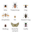 Colorful insects icons isolated wildlife wing vector image