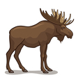 Moose vector image