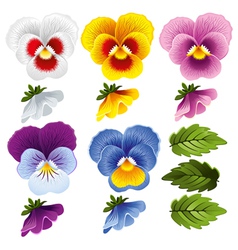 Viola set vector image