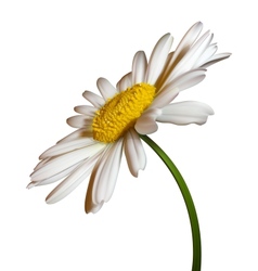 Camomile flower vector image