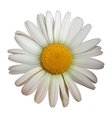 Camomile flower vector image
