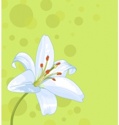 Lily seamless card vector image