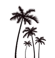 Palm trees Palm trees vector image