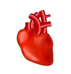 Human Heart vector image