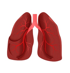 Lungs anatomy vector image