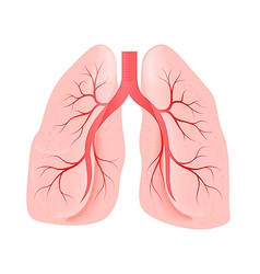 Lungs of the person vector image