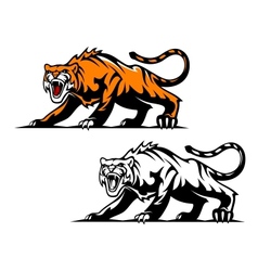Aggressive tiger vector image