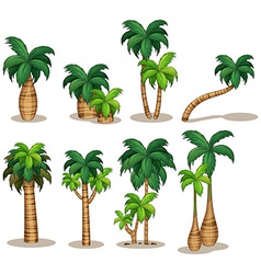 Palm trees vector image