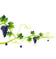 Grape vine vector image