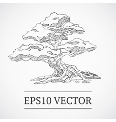 Sketched vintage bonsai tree vector image