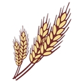 Wheat ear vector image
