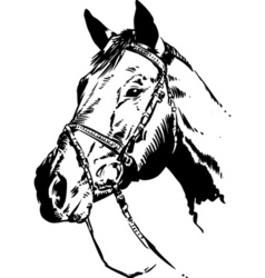 Horse vector image