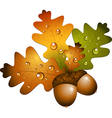 Autumn acorns vector image