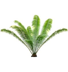 Palm tree vector image