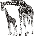 Animal family of giraffes vector image