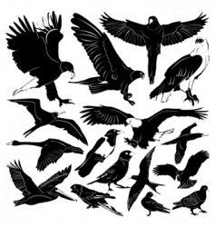 Birds vector image