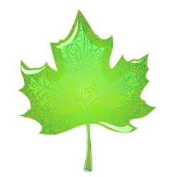 Green maple leaf vector image