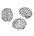 Human brain in three planes vector image