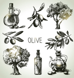 Hand drawn olive set vector image