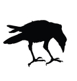 Raven vector image