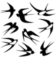 Bird swallow set poses vector image