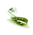 Pod peas with a flower vector image