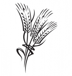 Ears of wheat vector image
