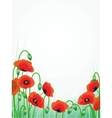 Poppies background vector image