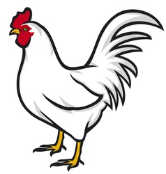 Rooster vector image
